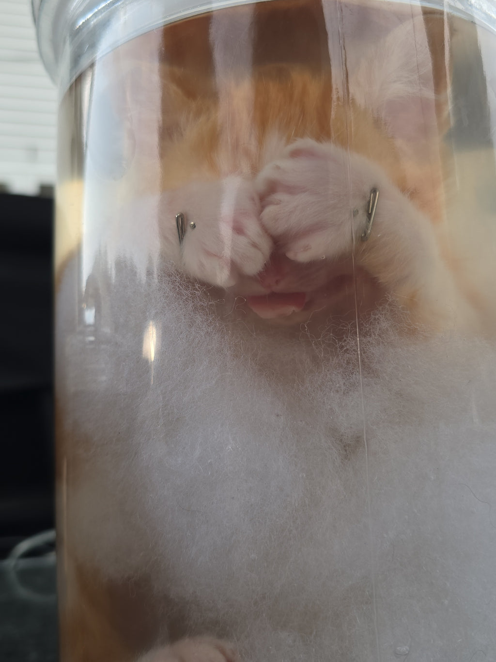 Orange&White Kitten Wet Specimen (PRECLAIM)