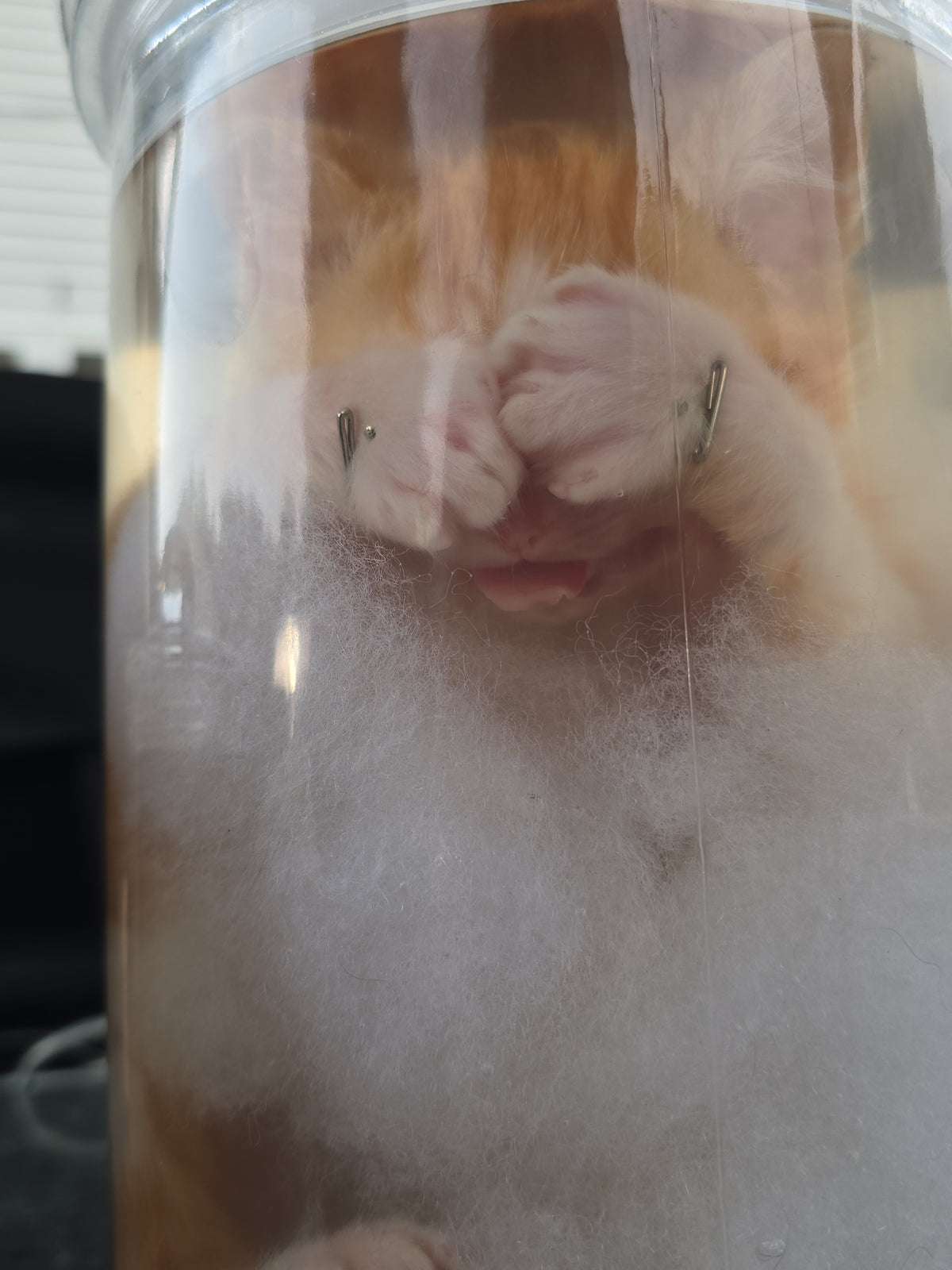 Orange&White Kitten Wet Specimen (PRECLAIM)