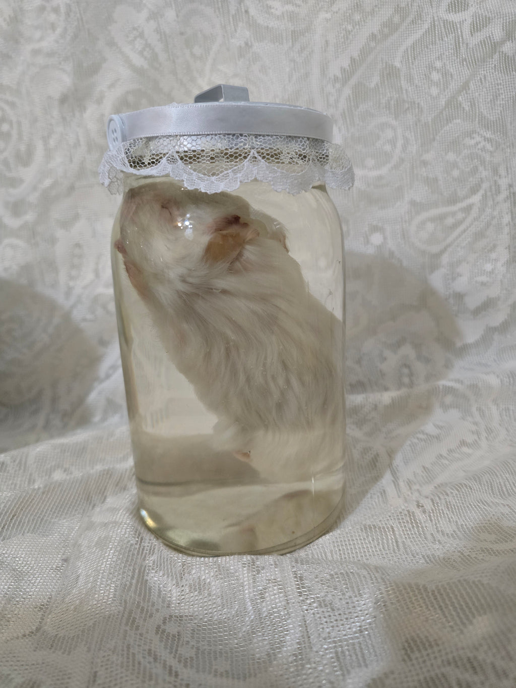 Guinea Pig Wet Specimen