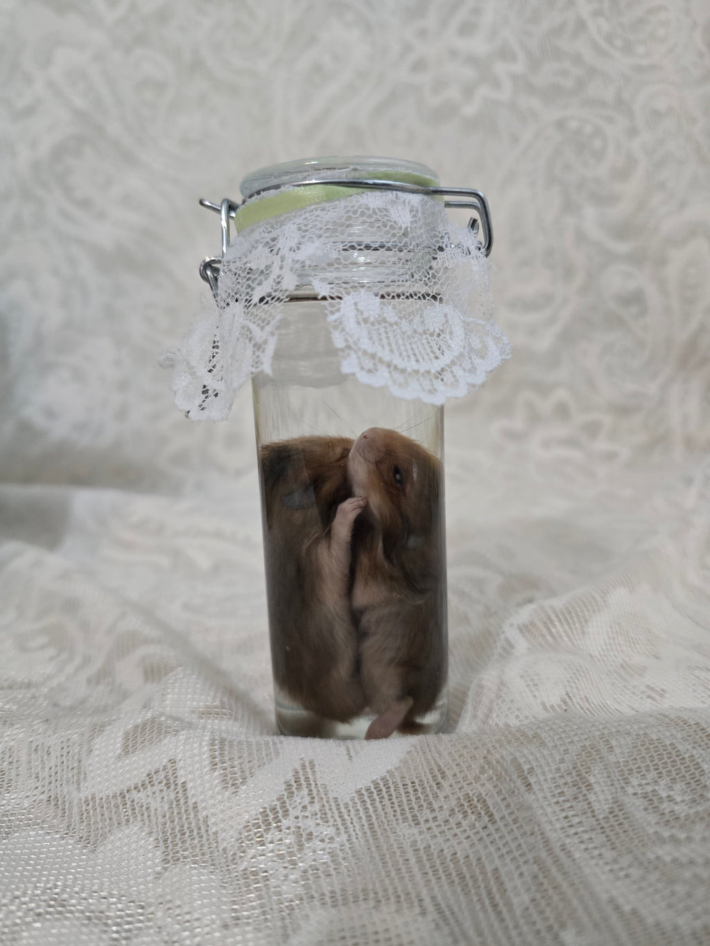 Hamster Wet Specimen