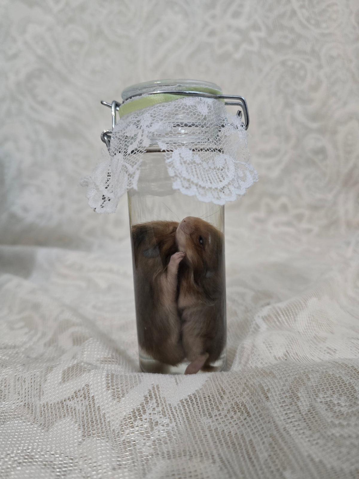 Hamster Wet Specimen