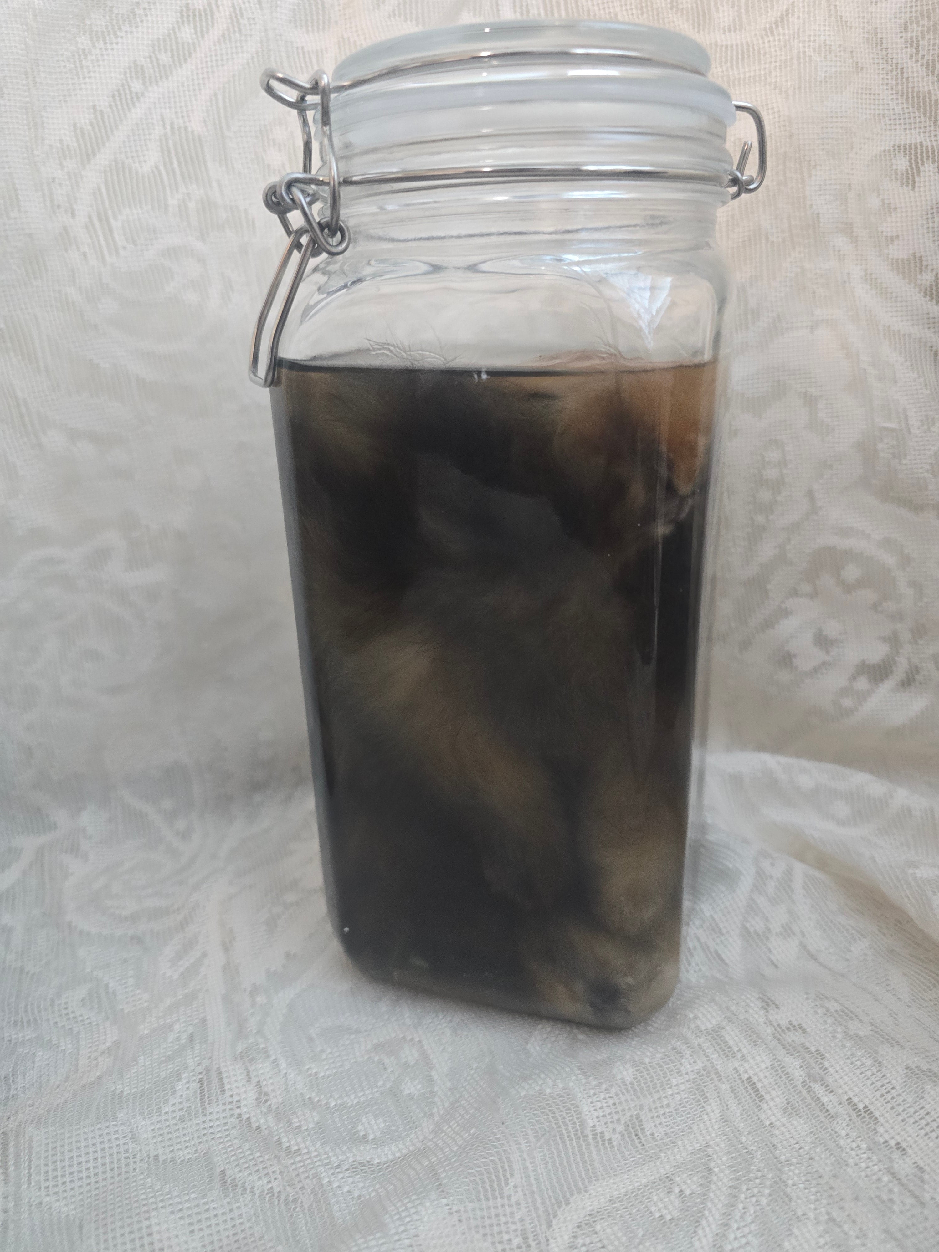 Lionhead Bunny Wet Specimen (PRE-CLAIM)