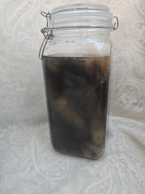 Lionhead Bunny Wet Specimen (PRE-CLAIM)