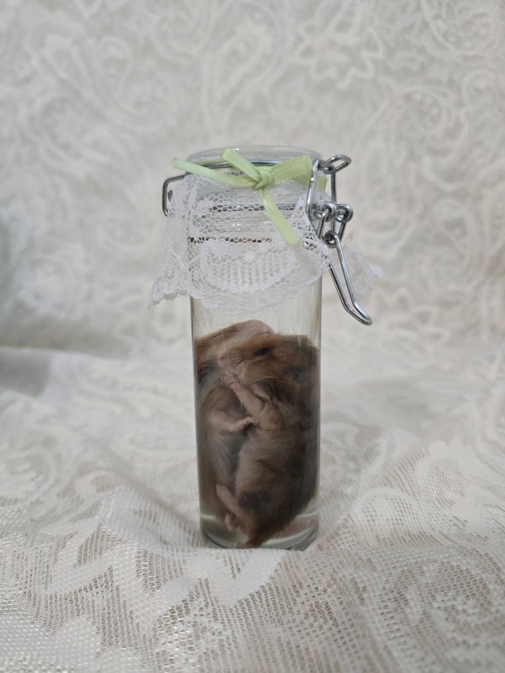 Hamster Wet Specimen