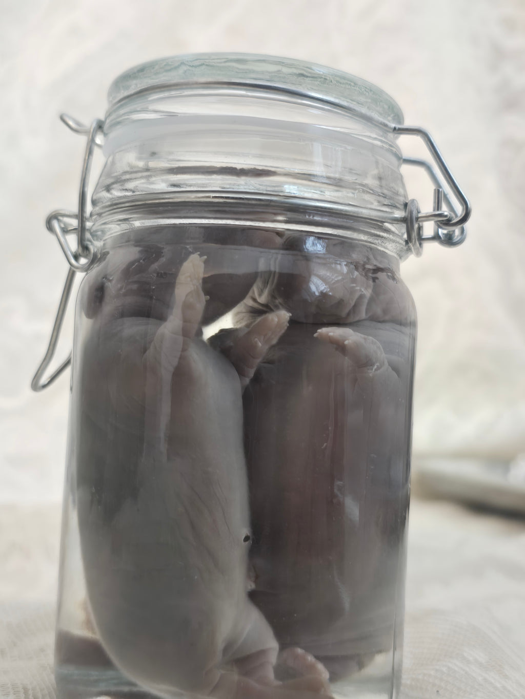x2 Bunny Kit Wet Specimen