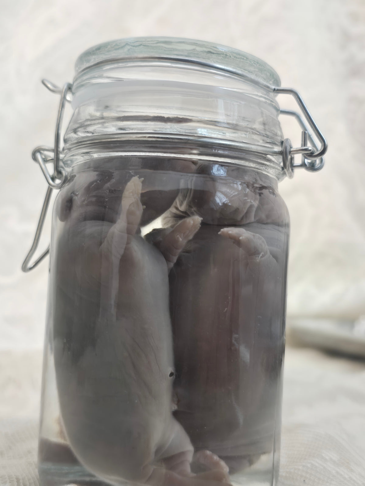 x2 Bunny Kit Wet Specimen