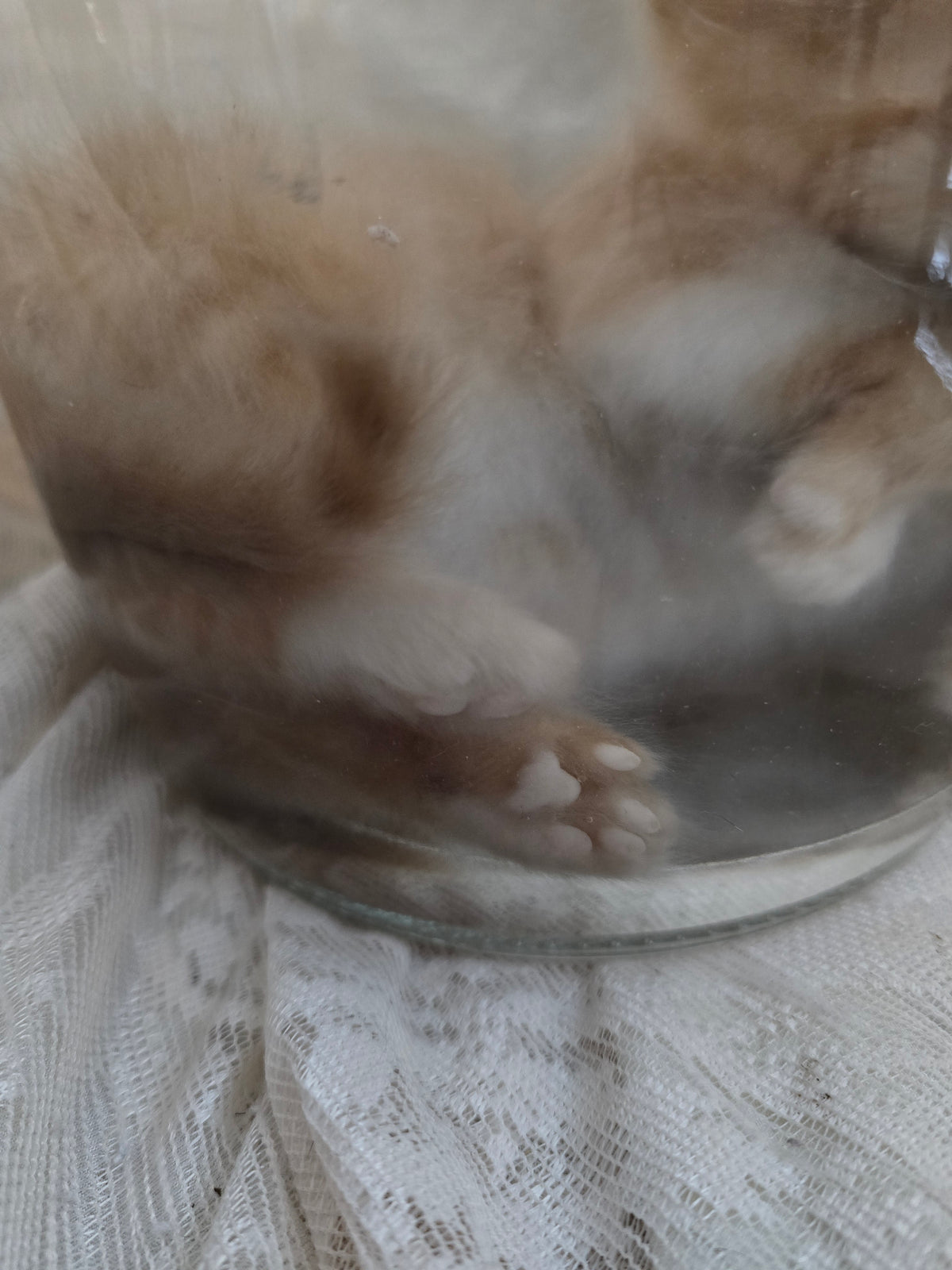Orange Tabby Kitten Wet Specimen