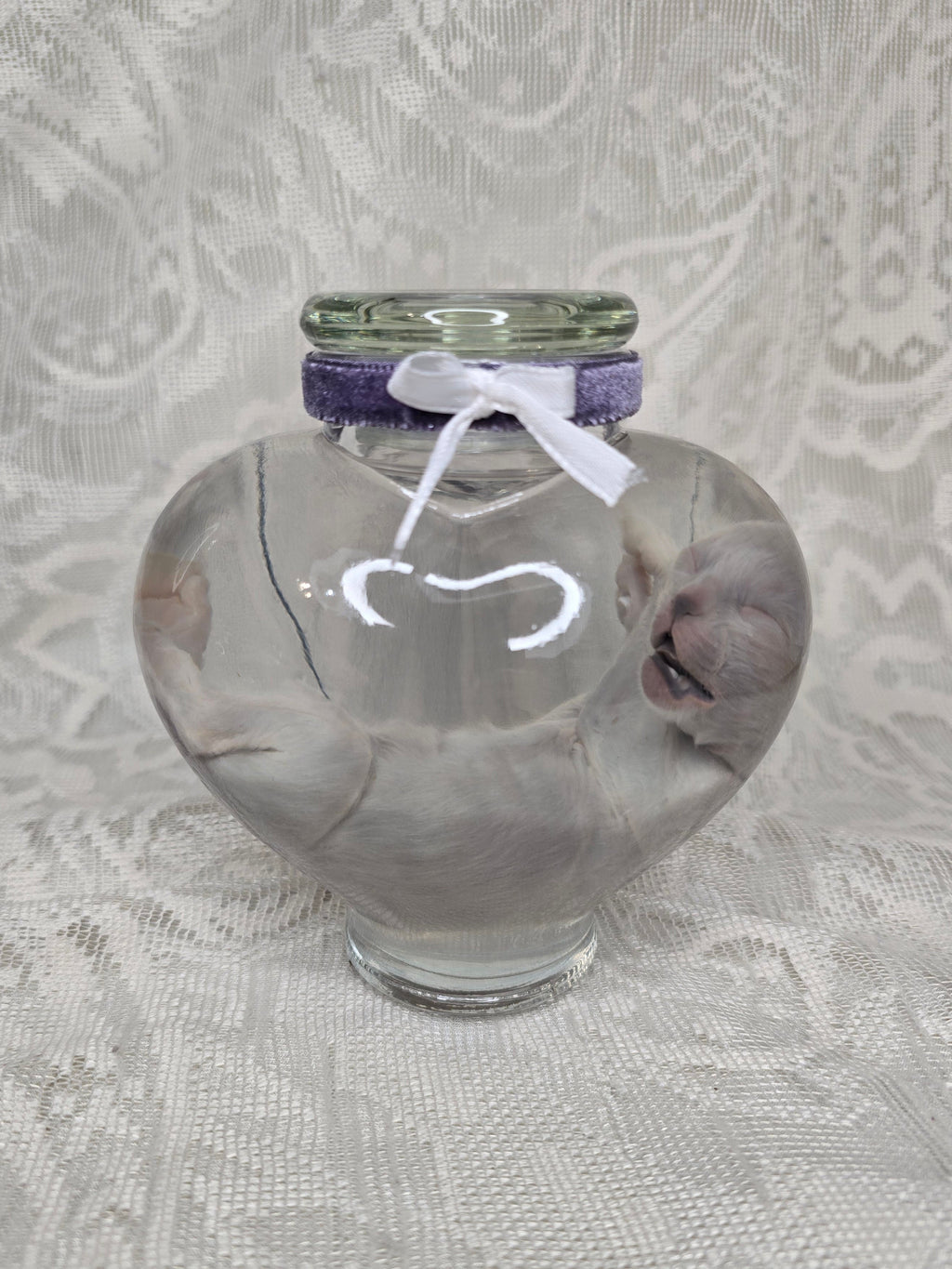 White Kitten Wet Specimen