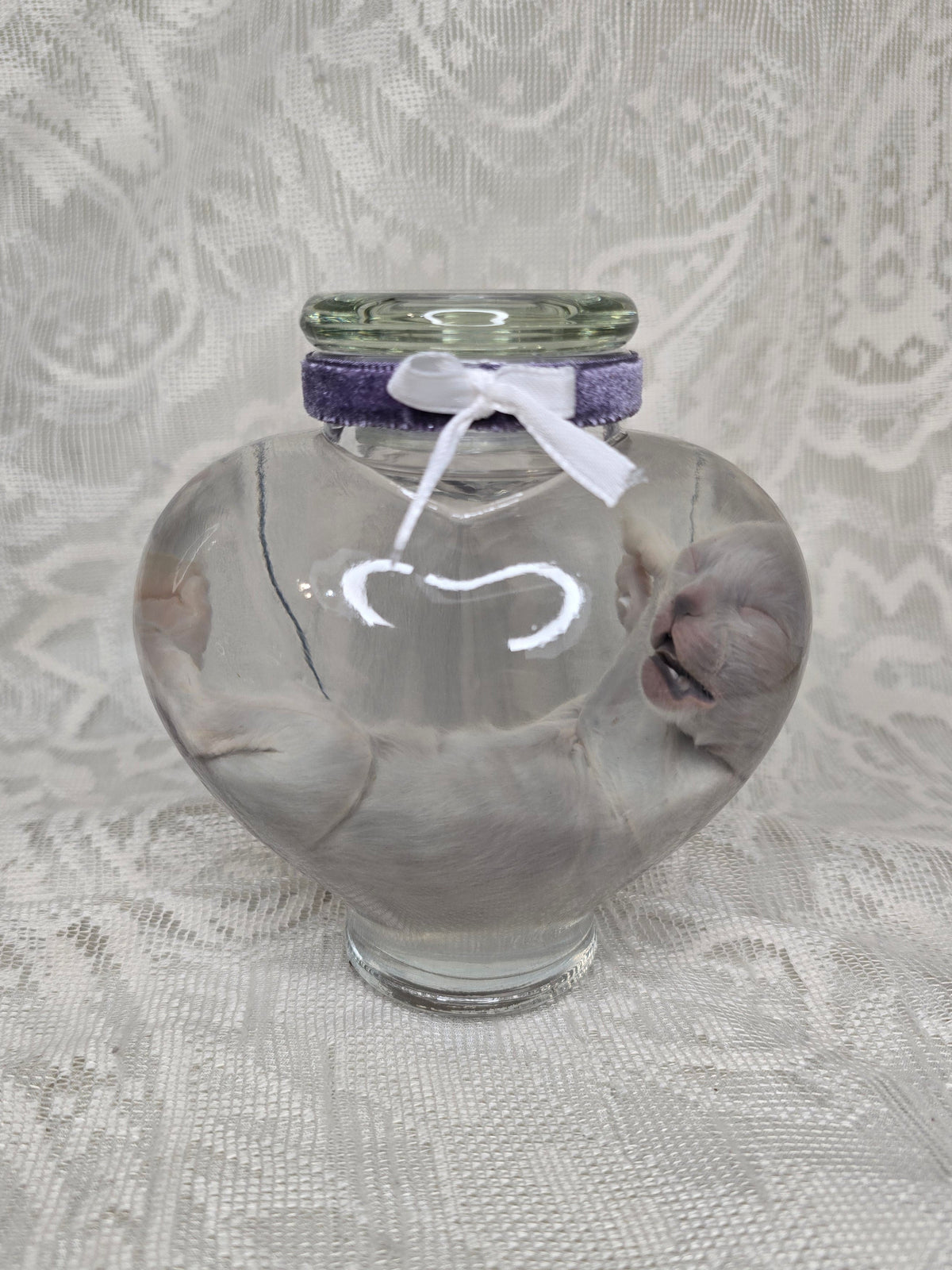 White Kitten Wet Specimen