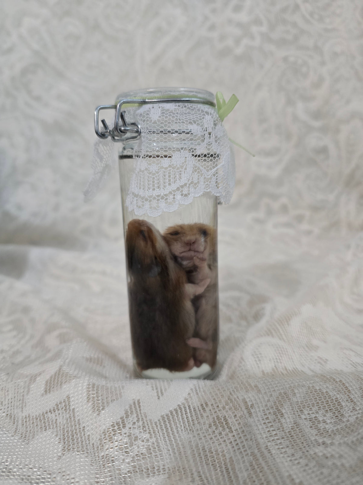 Hamster Wet Specimen